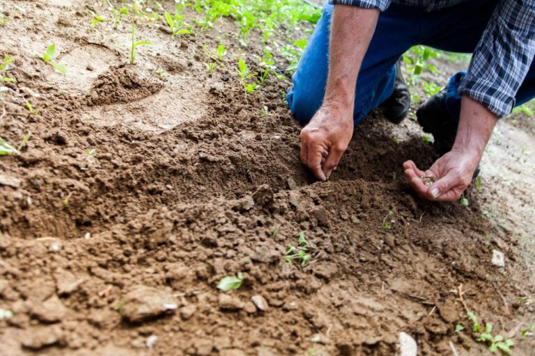 Agricultura familiar no Brasil: desafios e benefícios