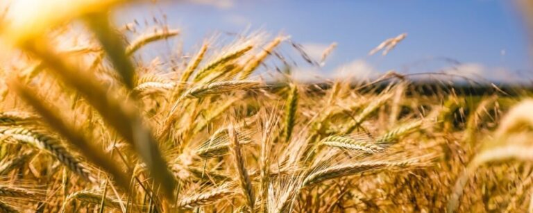 Principais tipos de agrotóxicos e os riscos no uso
