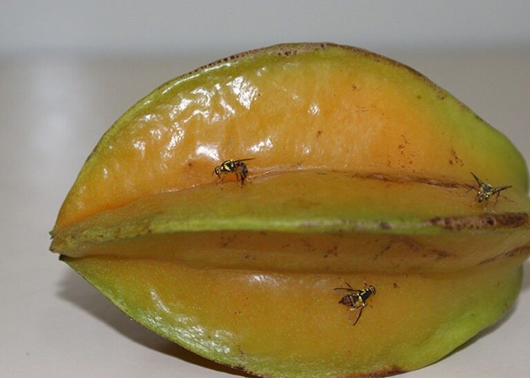 Mosca da carambola: conheça os impactos e danos dessa praga