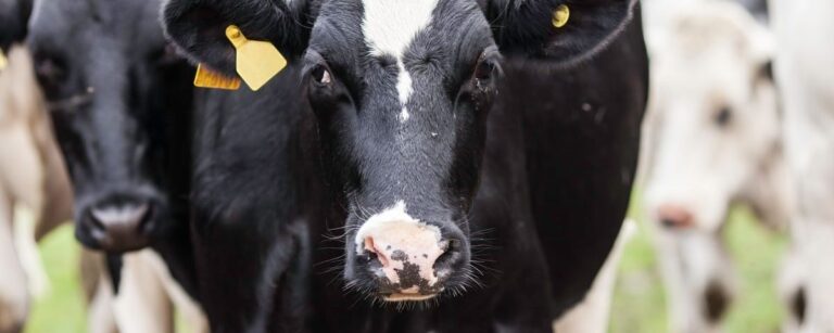 Como eliminar a brucelose bovina do rebanho