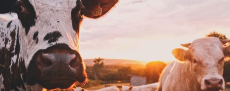 Verruga Bovina: o que é, tratamento e prevenção