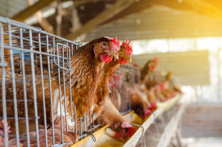 Salmonela: perigo para o frango, o homem e a economia