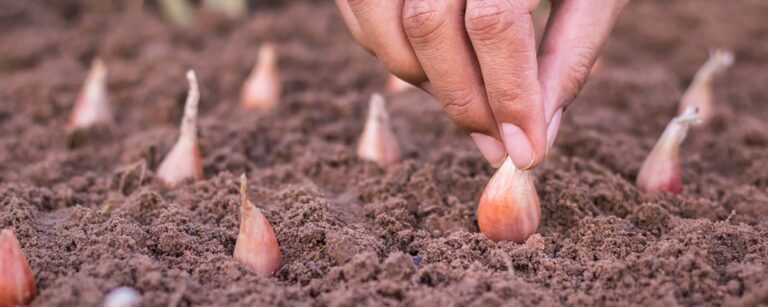 Cebola: conheça as melhores práticas e dicas para o cultivo