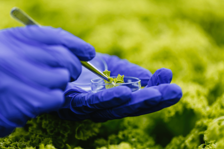 Bioinsumos: o que são e para que servem?