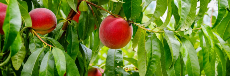 Como cultivar pêssego fora do clima temperado
