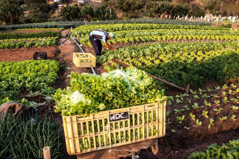 ITR ou IPTU: qual imposto um imóvel rural em zona urbana deve pagar?
