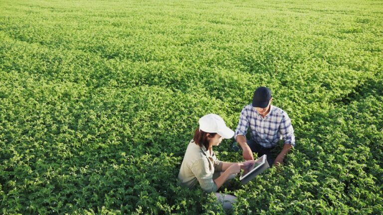 Entenda a cadeia produtiva do agronegócio