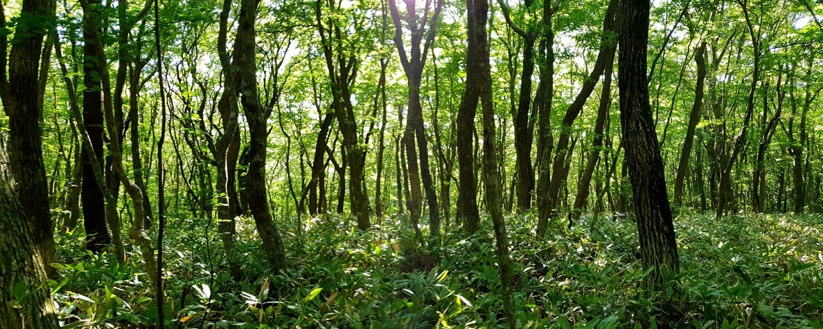 o-que-sao-agroflorestas