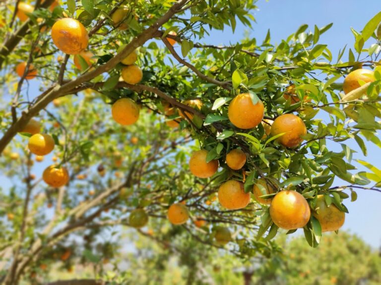 Conheça os 9 principais tipos de laranja produzidos no Brasil