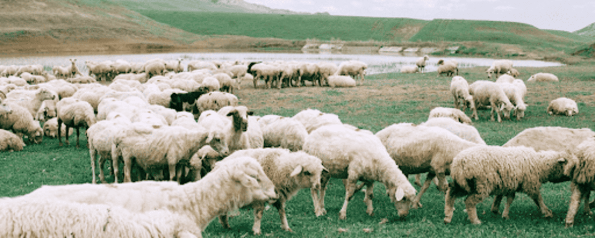 Como manter a saúde do rebanho de ovelhas?
