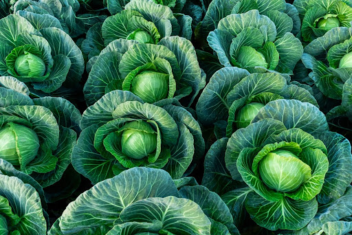 Como fazer o manejo da plantação de couve?