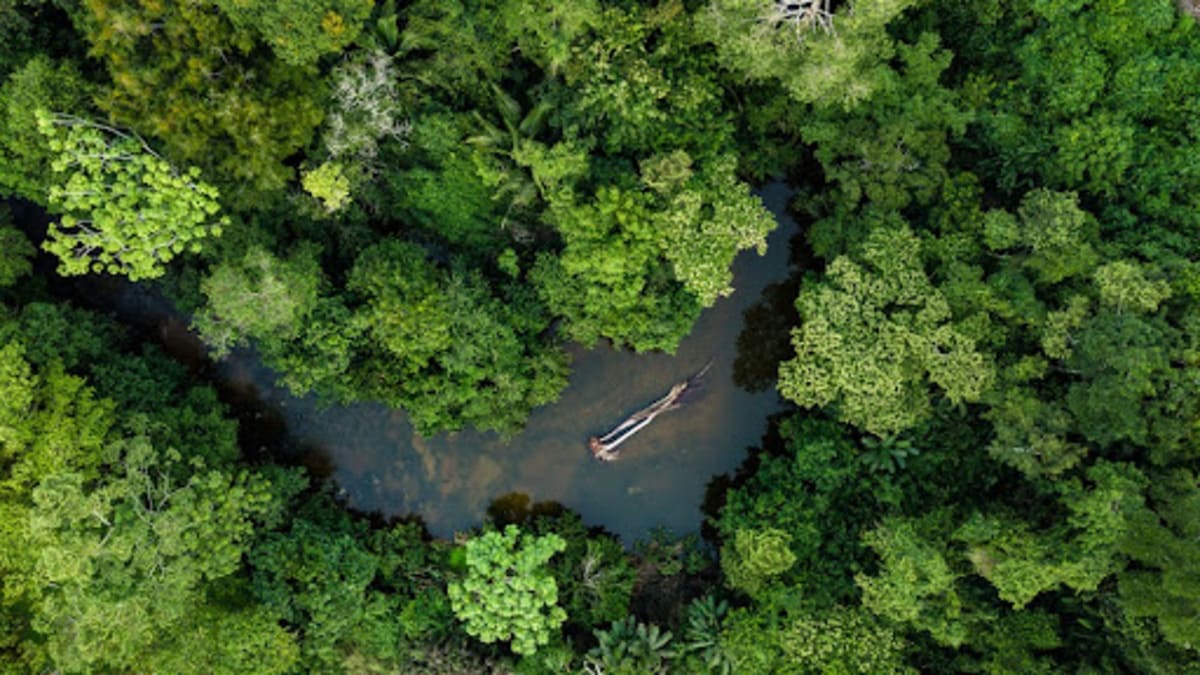 4 dicas práticas de como ajudar a salvar a Amazônia