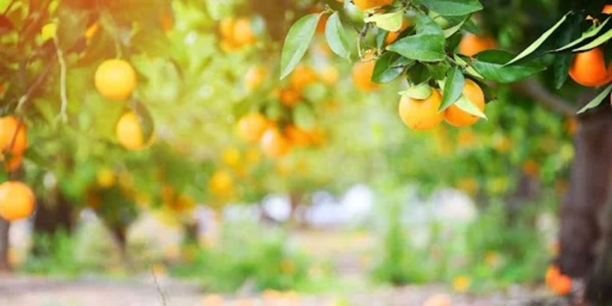 Quais são os tipos de laranja e regiões produtoras no Brasil?