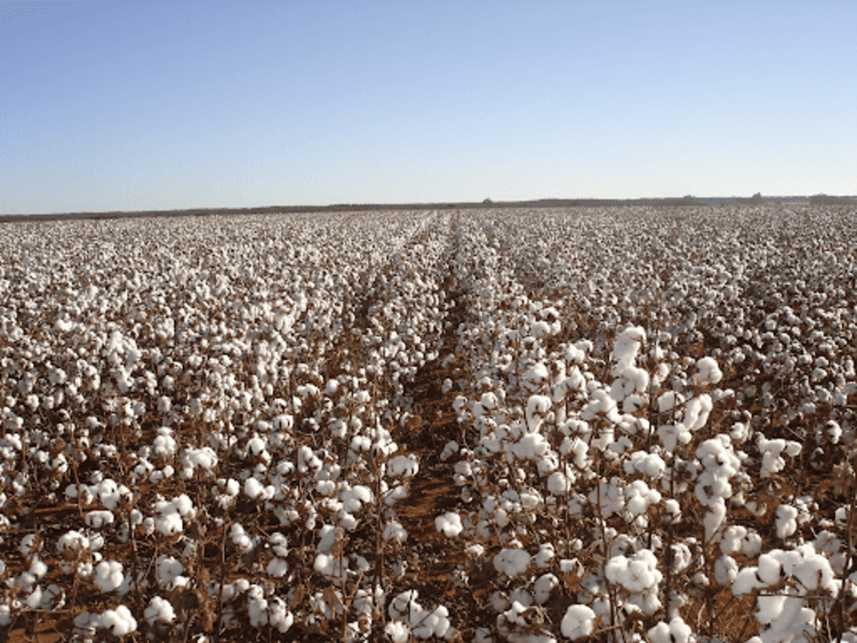 Conheça a história da produção de algodão no Brasil