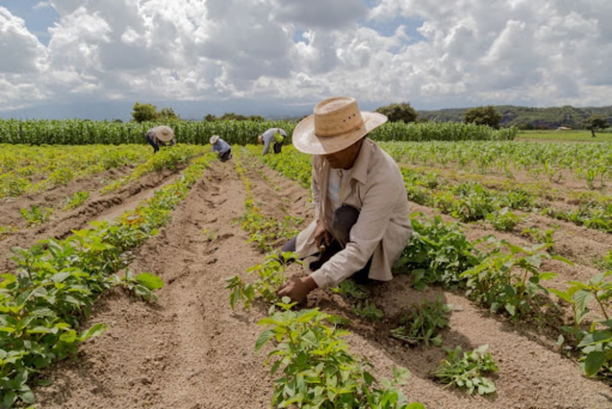 Agricultura familiar: o que é, características e importância