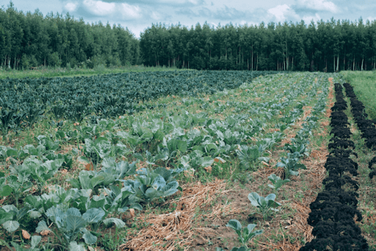 Agricultura orgânica: o que é e características