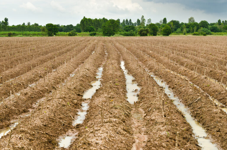 Solo arenoso: qual é o melhor plantio para esse tipo de terra?