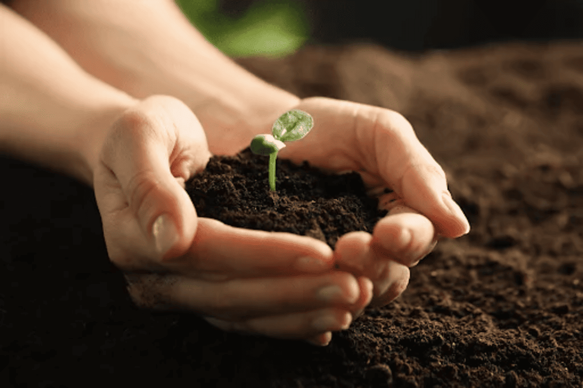 6 passos para um agronegócio mais sustentável