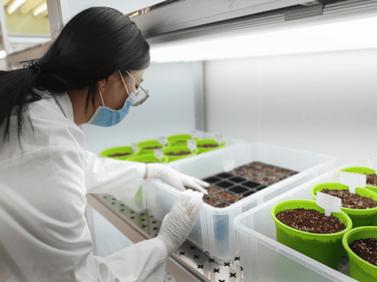 Conheça os principais produtos transgênicos da agricultura brasileira