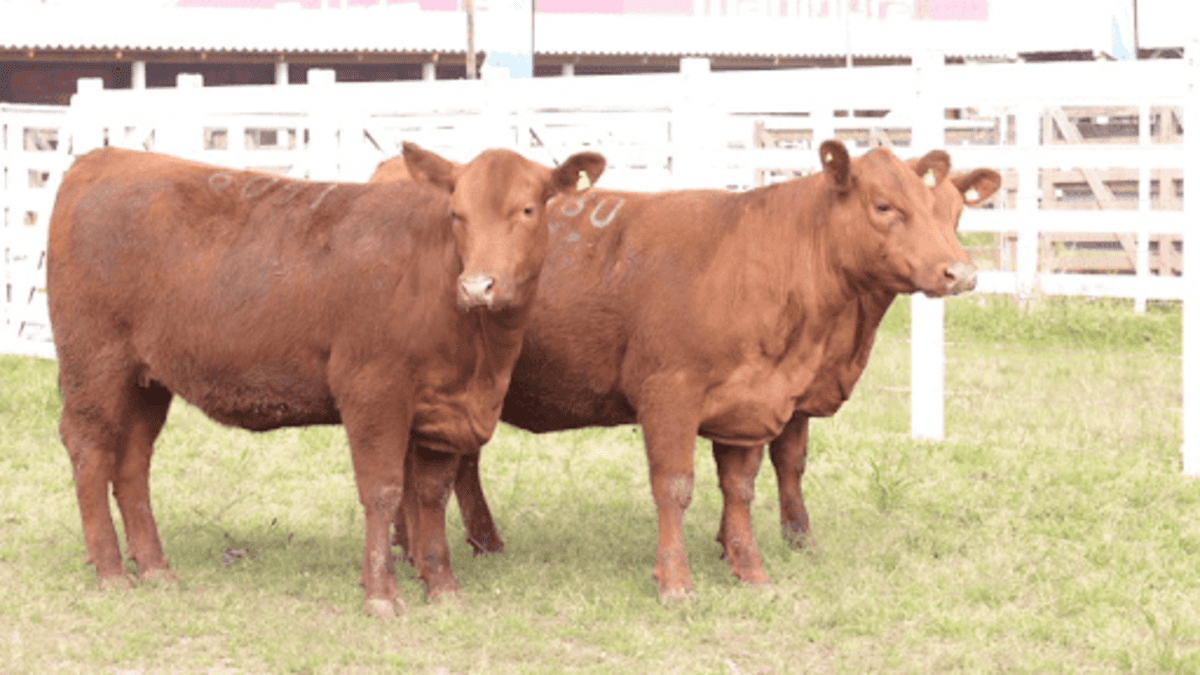 Red Angus: conheça as vantagens e o mercado para a raça