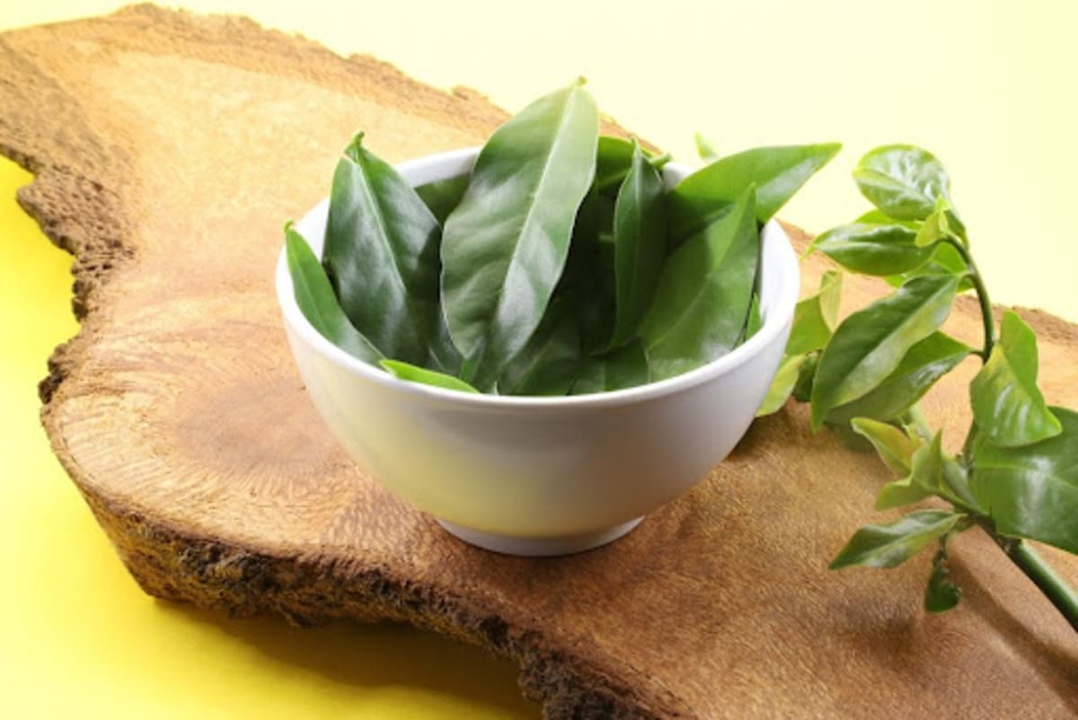 Ora-pro-nóbis: entenda para que serve a planta e como a cultivar