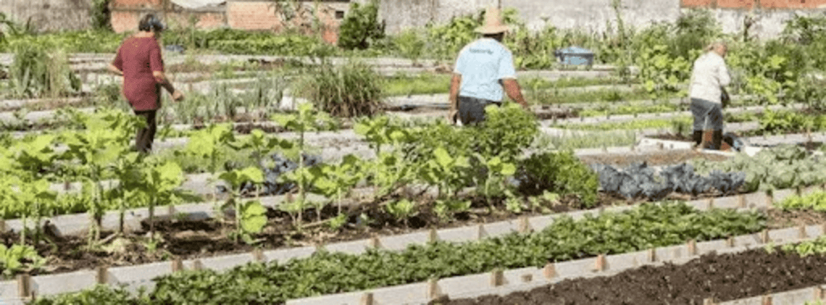 Horta comunitária: projeto de lei quer incentivar a prática