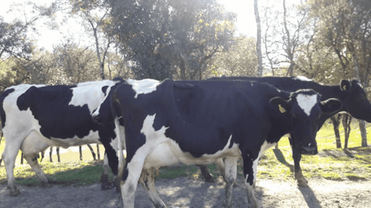 Mastite bovina: o que é e como tratar a doença