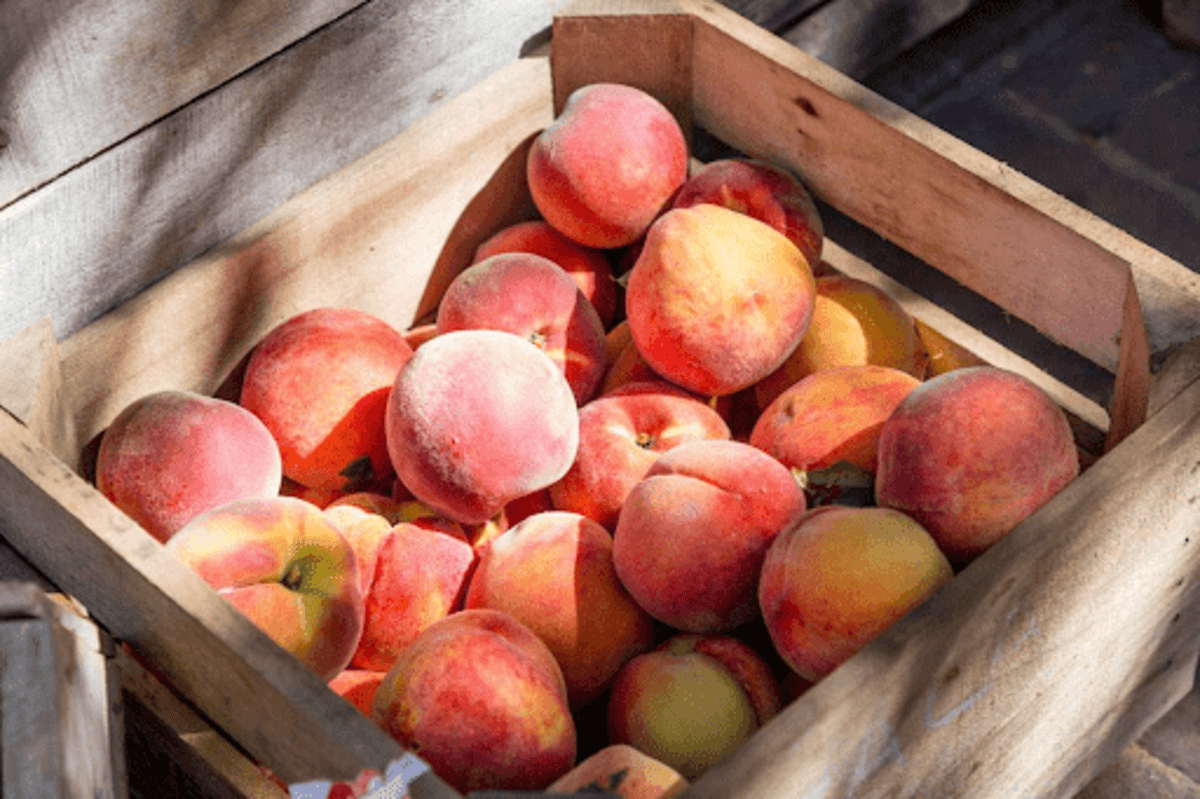 Veja como exportar frutas para a Europa