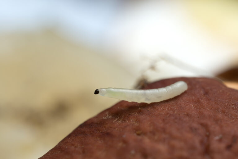 Fungus gnats: conheça a praga e aprenda a evitar infestações
