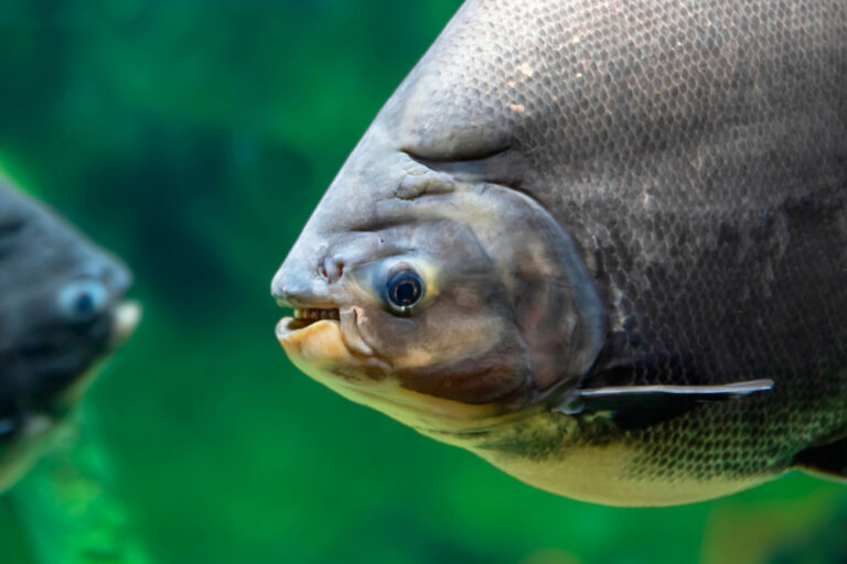 Peixe tambaqui: uma possível nova commodity brasileira