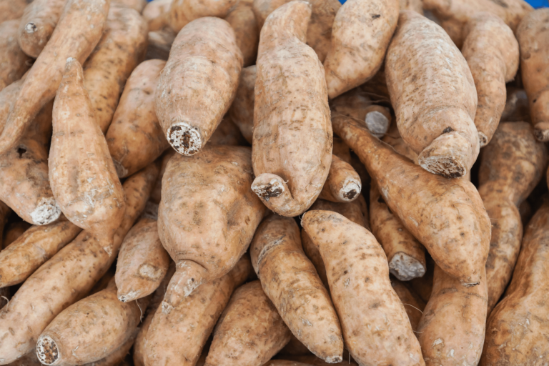 Batata yacon: o que é, benefícios e como plantar?