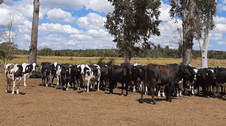 Carrapato bovino: o que é e como controlar o parasita