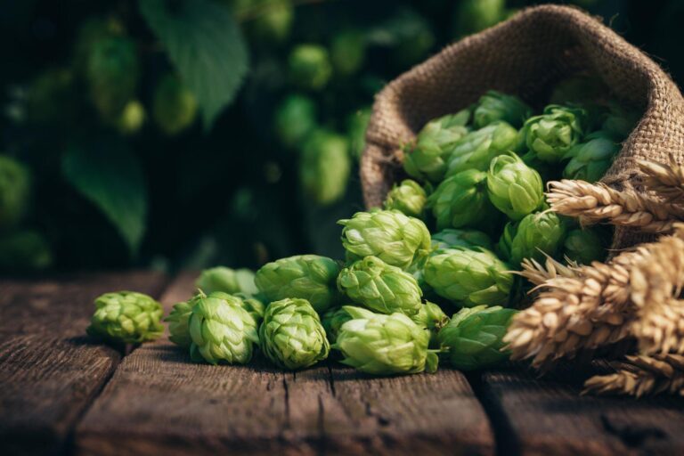 Entenda o que é lúpulo e qual é a sua função na cerveja