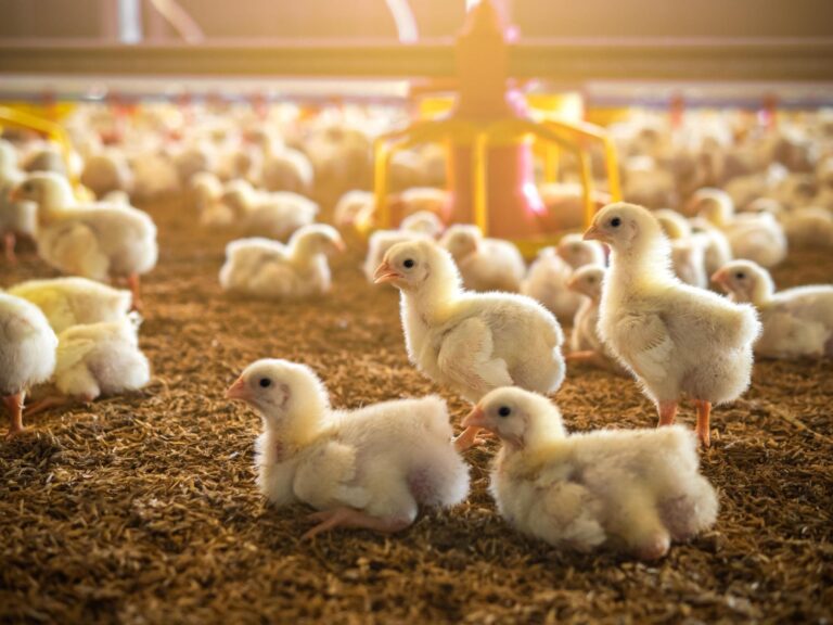 Conheça a história da criação de frango no Brasil