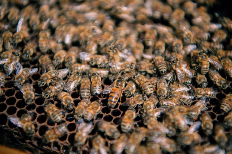 A importância das abelhas para o meio ambiente
