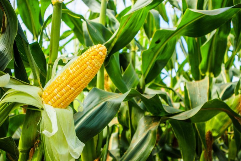 Conheça alguns alimentos típicos do inverno e suas culturas