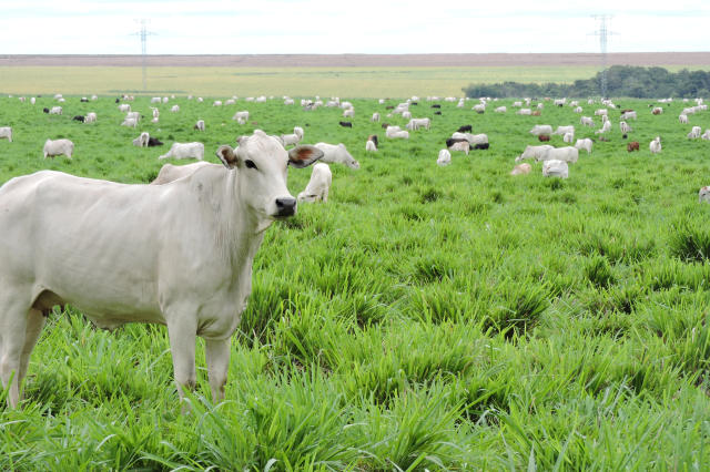 Rebanho bovino atinge 238 milhões de cabeças; Mato Grosso mantém liderança