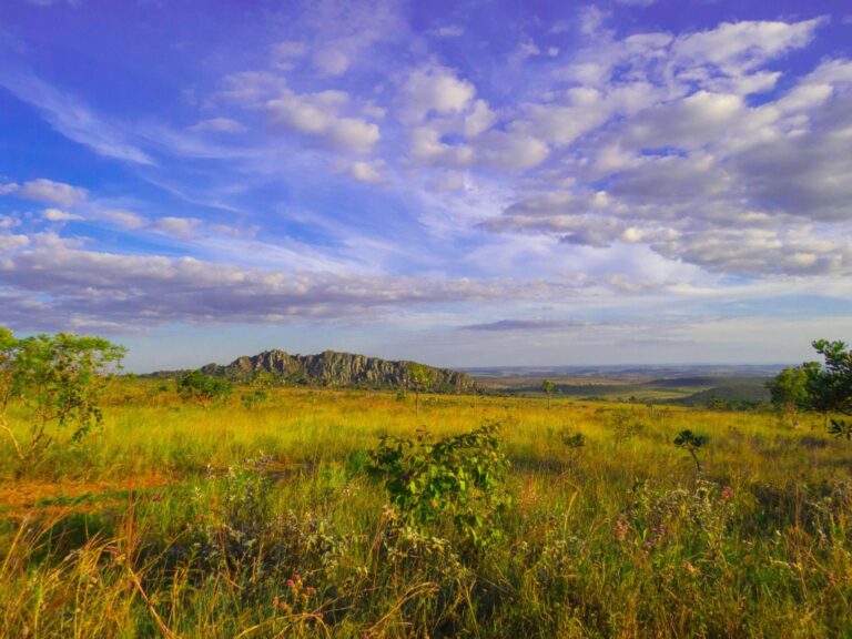 Qual é a importância do cerrado à biodiversidade global?