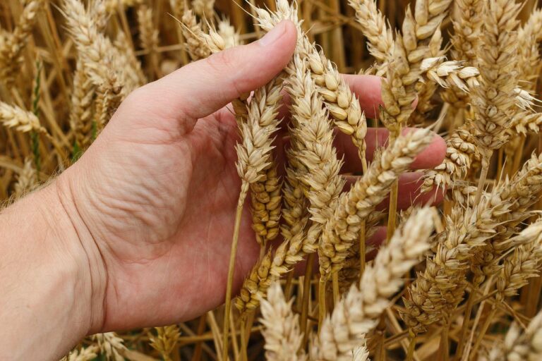 Agronomia: conheça o curso e o mercado de trabalho