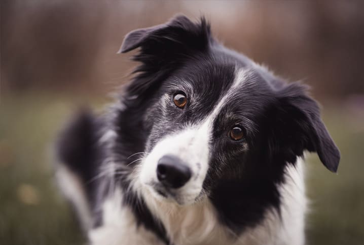 Cães de pastoreio: o que fazem e quais são as melhores raças?