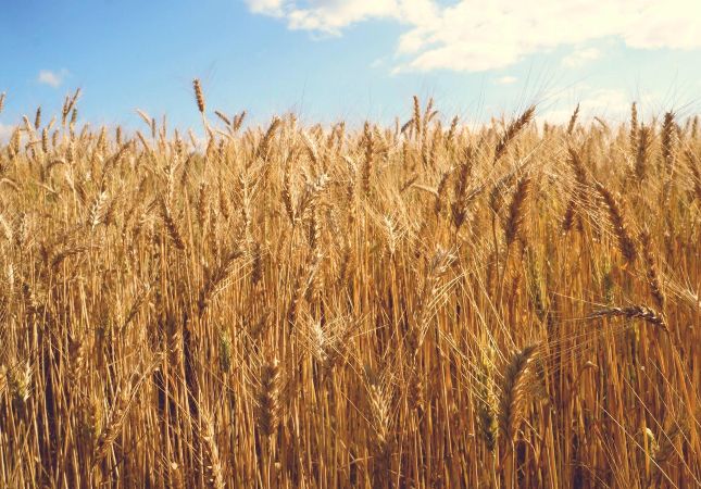 Trigo: clima seco preocupa mercado, aponta Cepea