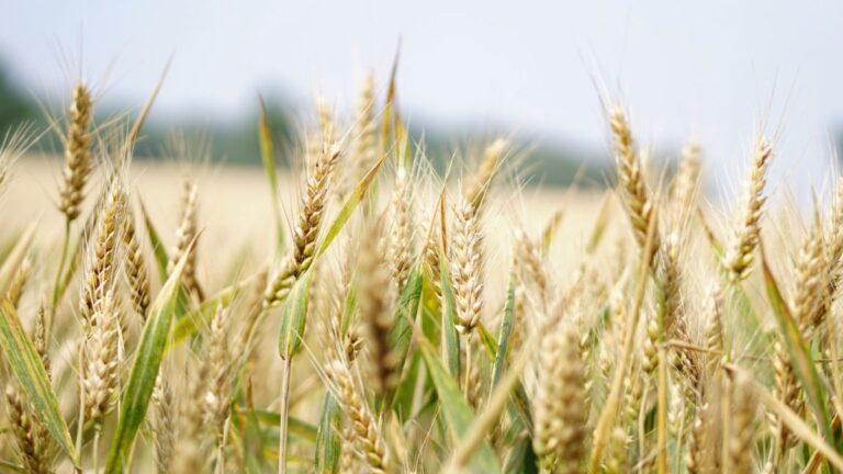 Trigo: tudo o que você precisa saber para começar a produzir