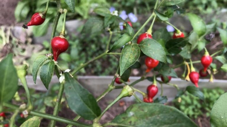 Pimenta biquinho: benefícios e técnicas de cultivo