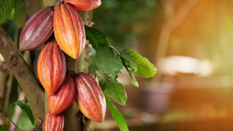 Como tratar a vassoura-de-bruxa em plantações de cacau e cupuaçu?
