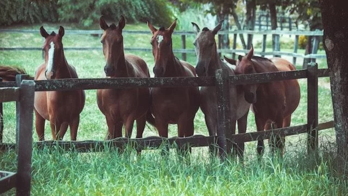 equinocultura