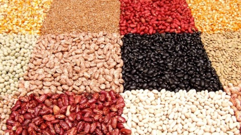 Feijão: história, como cultivar e variedades do grão