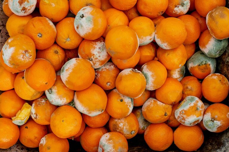 Como reduzir a queda de frutos na citricultura?