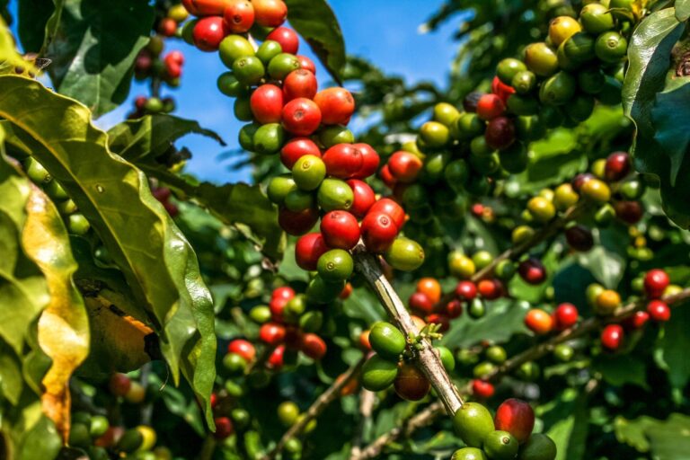10 curiosidades do pé de café