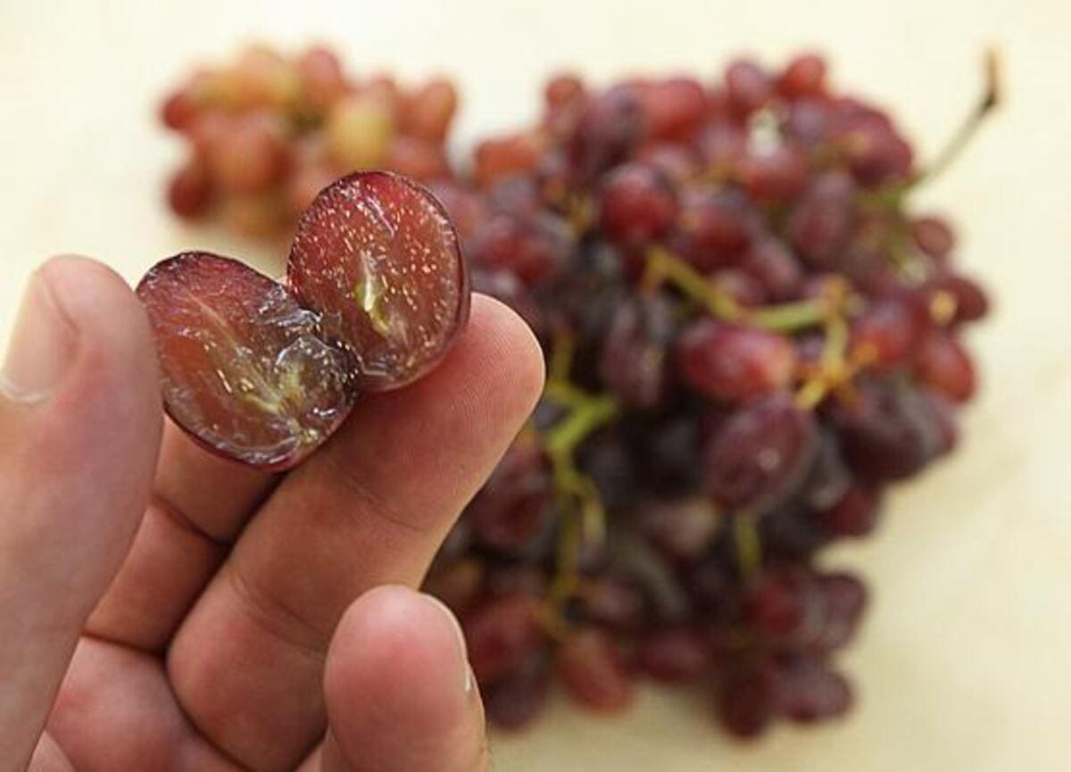 Grande parte das uvas sem caroço é produzida na Bahia e em Pernambuco. (Fonte: Rogério Capela/Prefeitura Municipal de Campinas/Reprodução)