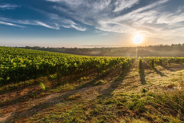 Hectare ou alqueire: o que é cada um e quais suas diferenças?